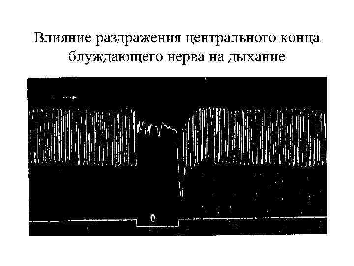 Влияние раздражения центрального конца блуждающего нерва на дыхание 