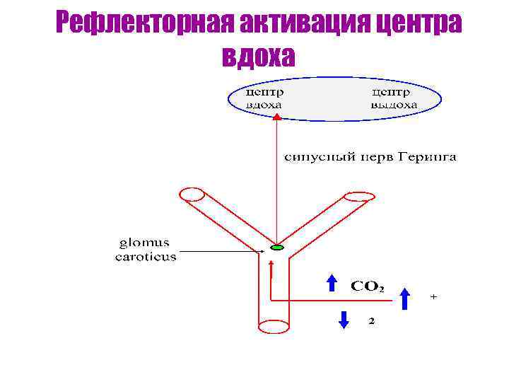 Рефлекторная активация центра вдоха 