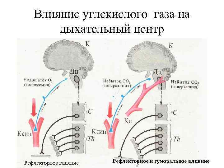 Влияние углекислого газа на дыхательный центр Рефлекторное влияние Рефлекторное и гуморальное влияние 