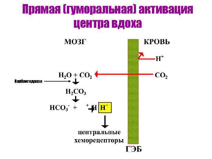 Прямая (гуморальная) активация центра вдоха Карбангидраза 