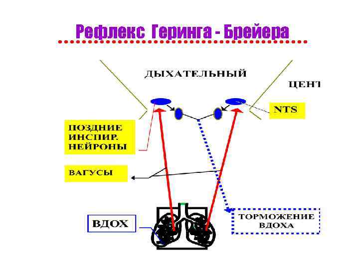 Рефлекс Геринга - Брейера 