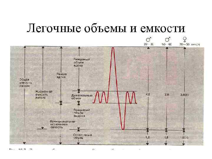 Легочные объемы и емкости 