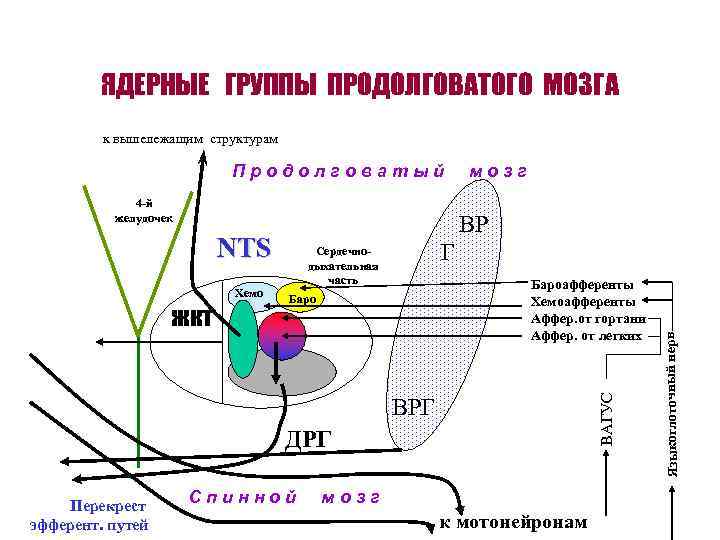 ЯДЕРНЫЕ ГРУППЫ ПРОДОЛГОВАТОГО МОЗГА к вышележащим структурам Продолговатый 4 -й желудочек ВР Бароафференты Хемоафференты