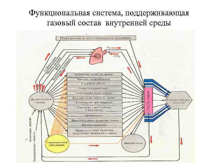 Функциональная система, поддерживающая газовый состав внутренней среды 