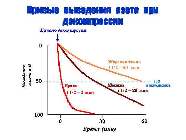 Кривые выведения азота при декомпрессии 