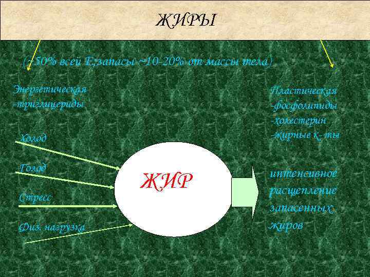 ЖИРЫ (~50% всей Е; запасы ~10 -20% от массы тела) Энергетическая -триглицериды Пластическая -фосфолипиды