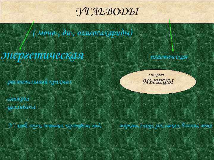 УГЛЕВОДЫ ( моно-, ди-, олигосахариды) энергетическая пластическая гликоген -растительный крахмал МЫШЦЫ -глюкоза -целлюлоза У