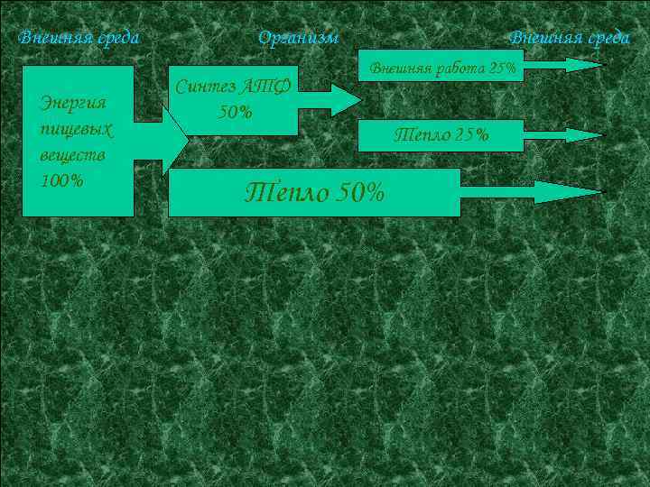 Внешняя среда Энергия пищевых веществ 100% Организм Синтез АТФ 50% Внешняя среда Внешняя работа