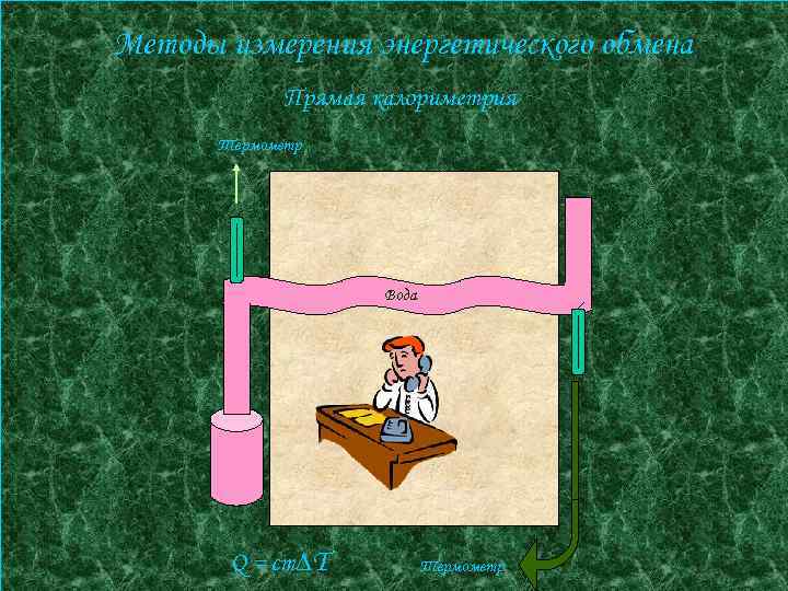 Методы измерения энергетического обмена Прямая калориметрия Термометр Вода Q = cm T Термометр 