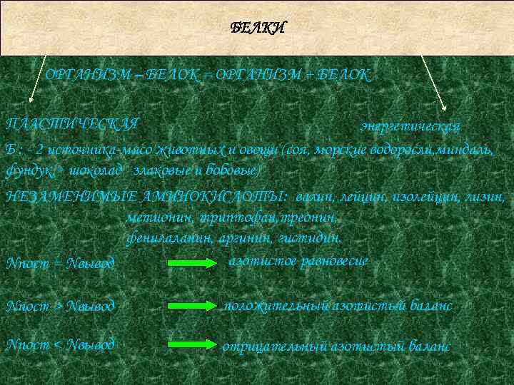 БЕЛКИ ОРГАНИЗМ – БЕЛОК = ОРГАНИЗМ + БЕЛОК ПЛАСТИЧЕСКАЯ энергетическая Б : - 2