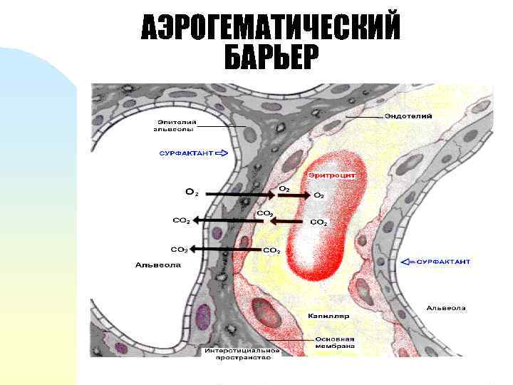 АЭРОГЕМАТИЧЕСКИЙ БАРЬЕР 