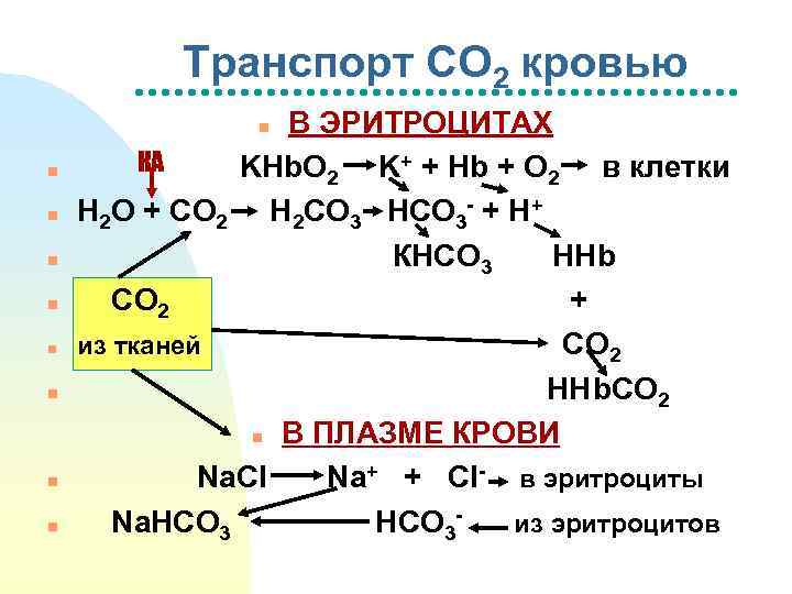 Транспорт СО 2 кровью В ЭРИТРОЦИТАХ КА KHb. O 2 K+ + Hb +