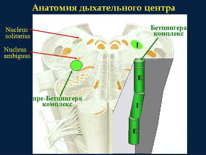 Анатомия дыхательного центра Бетцингера комплекс Nucleus solitarius I Nucleus ambiguus E пре-Бетцингера комплекс I