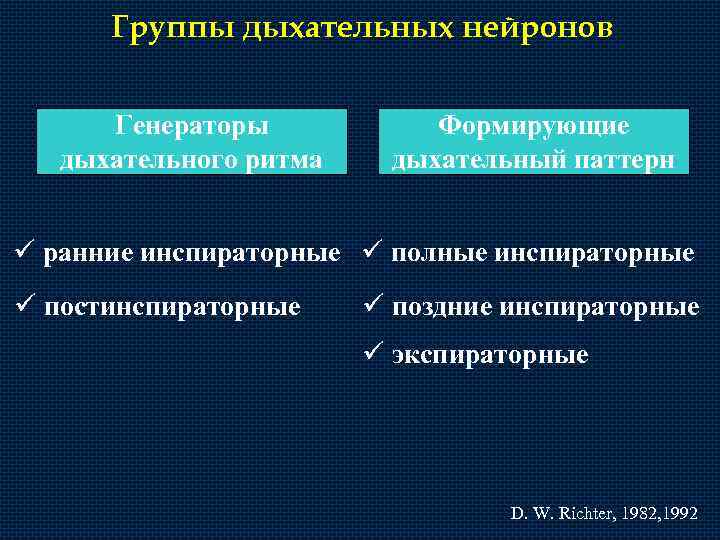 Группы дыхательных нейронов Генераторы дыхательного ритма Формирующие дыхательный паттерн ü ранние инспираторные ü полные