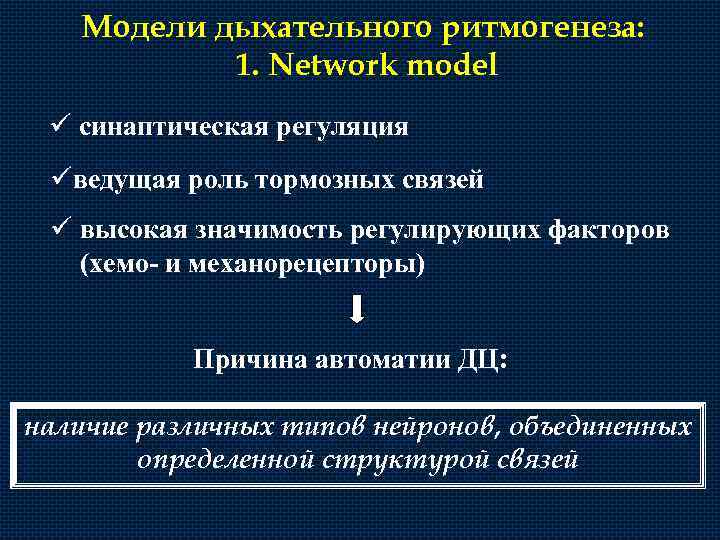 Модели дыхательного ритмогенеза: 1. Network model ü синаптическая регуляция üведущая роль тормозных связей ü