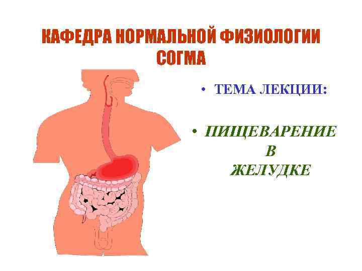 КАФЕДРА НОРМАЛЬНОЙ ФИЗИОЛОГИИ СОГМА • ТЕМА ЛЕКЦИИ: • ПИЩЕВАРЕНИЕ В ЖЕЛУДКЕ 