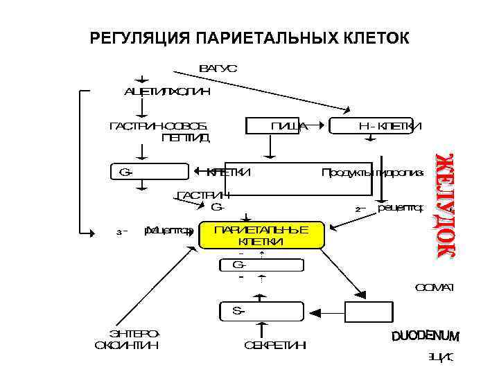 РЕГУЛЯЦИЯ ПАРИЕТАЛЬНЫХ КЛЕТОК 