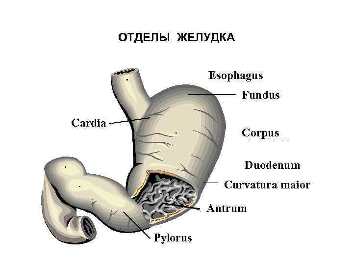 ОТДЕЛЫ ЖЕЛУДКА Esophagus Fundus Cardia Corpus Duodenum Curvatura maior Antrum Pylorus 