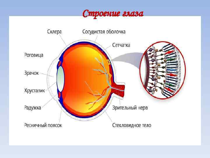 Строение глаза 