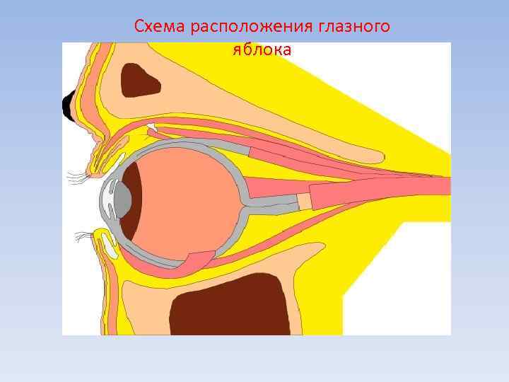 Схема расположения глазного яблока 