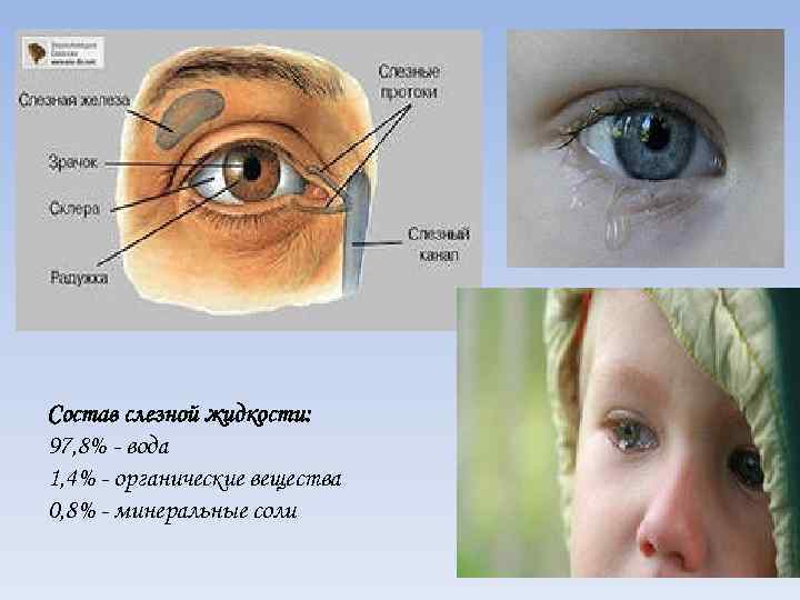 Состав слезной жидкости: 97, 8% - вода 1, 4% - органические вещества 0, 8%