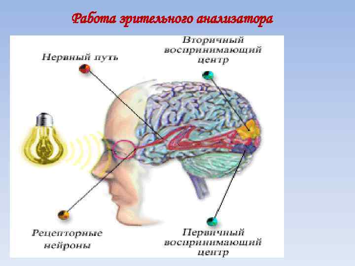 Работа зрительного анализатора 