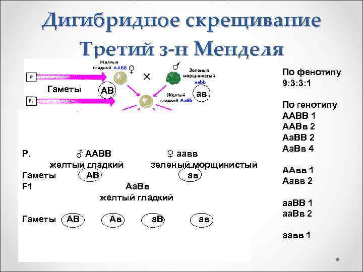 Дигибридное скрещивание Третий з-н Менделя Гаметы По фенотипу 9: 3: 3: 1 АВ ав