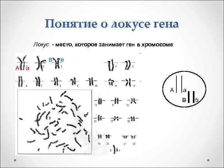 Понятие о локусе гена Локус - место, которое занимает ген в хромосоме В А