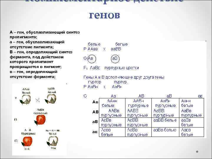 Комплементарное действие генов А – ген, обуславливающий синтез пропигмента; а – ген, обуславливающий отсутствие