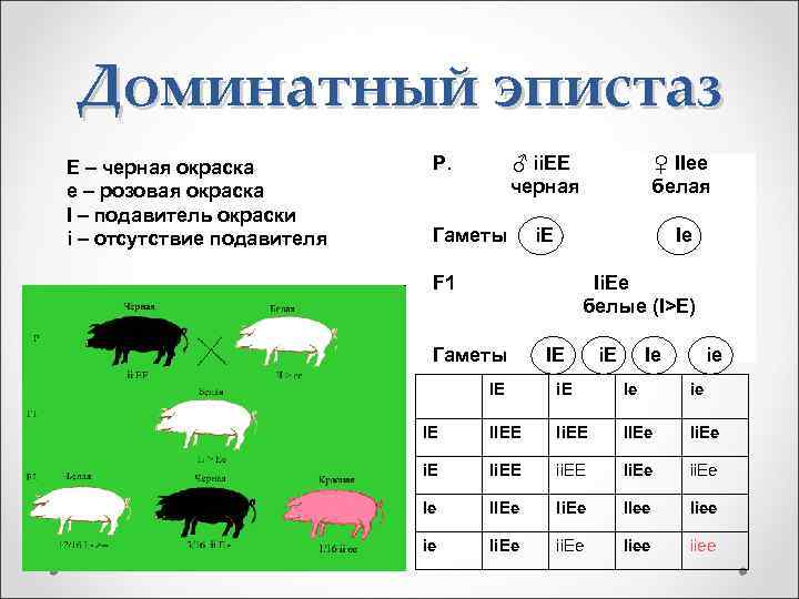 Доминатный эпистаз E – черная окраска е – розовая окраска I – подавитель окраски