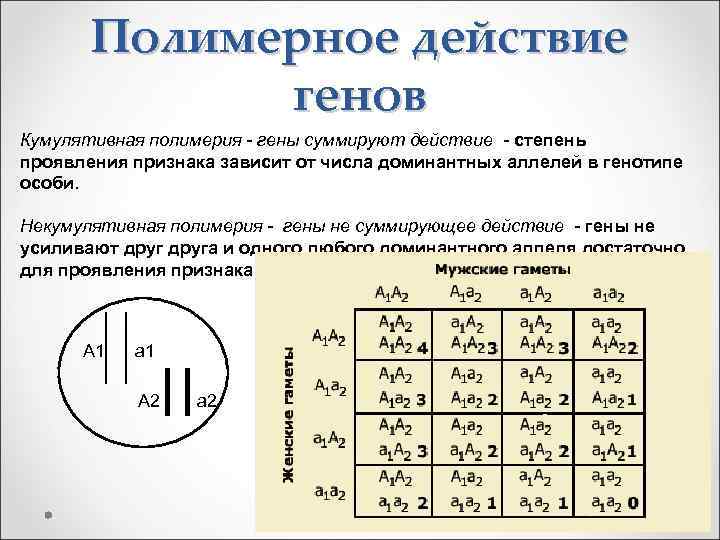 Полимерное действие генов Кумулятивная полимерия - гены суммируют действие - степень проявления признака зависит