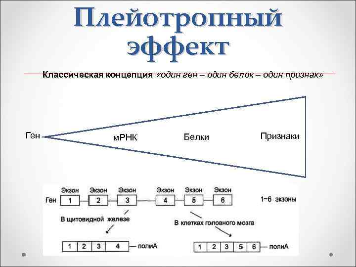 Один ген соответствует