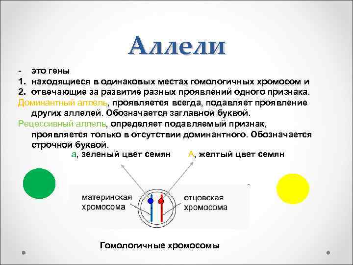 Аллели - это гены 1. находящиеся в одинаковых местах гомологичных хромосом и 2. отвечающие