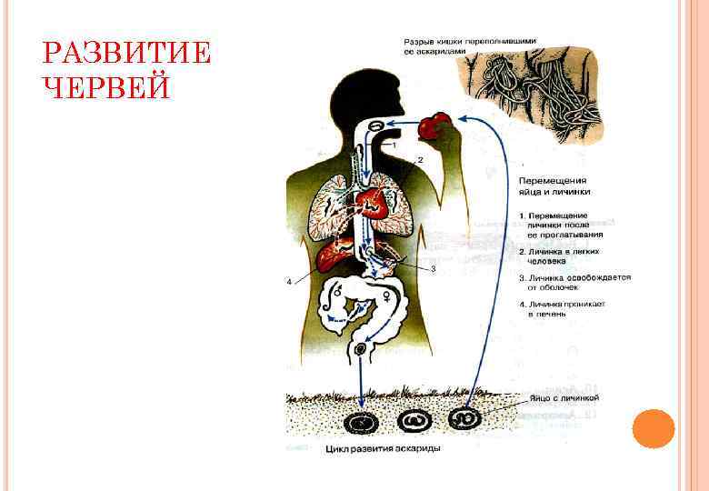 РАЗВИТИЕ ЧЕРВЕЙ 