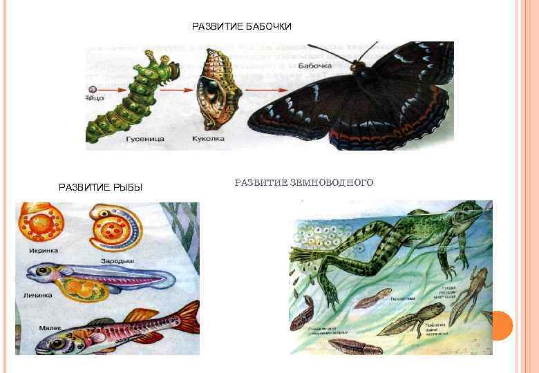 РАЗВИТИЕ БАБОЧКИ РАЗВИТИЕ РЫБЫ РАЗВИТИЕ ЗЕМНОВОДНОГО 