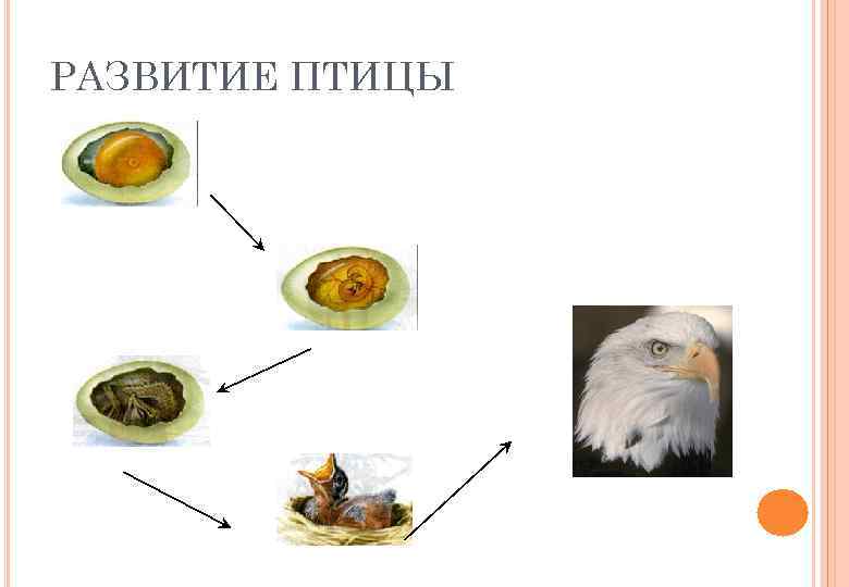 РАЗВИТИЕ ПТИЦЫ 