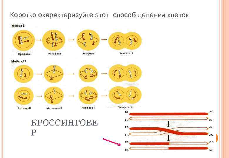 Коротко охарактеризуйте этот способ деления клеток КРОССИНГОВЕ Р 