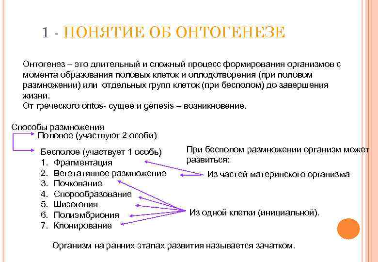 1 - ПОНЯТИЕ ОБ ОНТОГЕНЕЗЕ Онтогенез – это длительный и сложный процесс формирования организмов