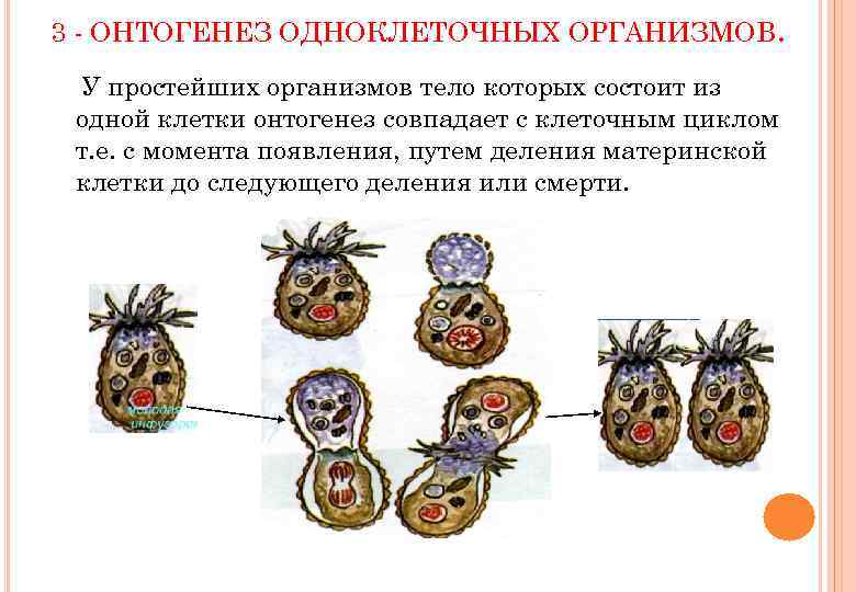 3 - ОНТОГЕНЕЗ ОДНОКЛЕТОЧНЫХ ОРГАНИЗМОВ. У простейших организмов тело которых состоит из одной клетки