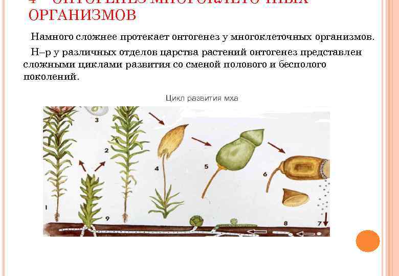 4 – ОНТОГЕНЕЗ МНОГОКЛЕТОЧНЫХ ОРГАНИЗМОВ Намного сложнее протекает онтогенез у многоклеточных организмов. Н–р у