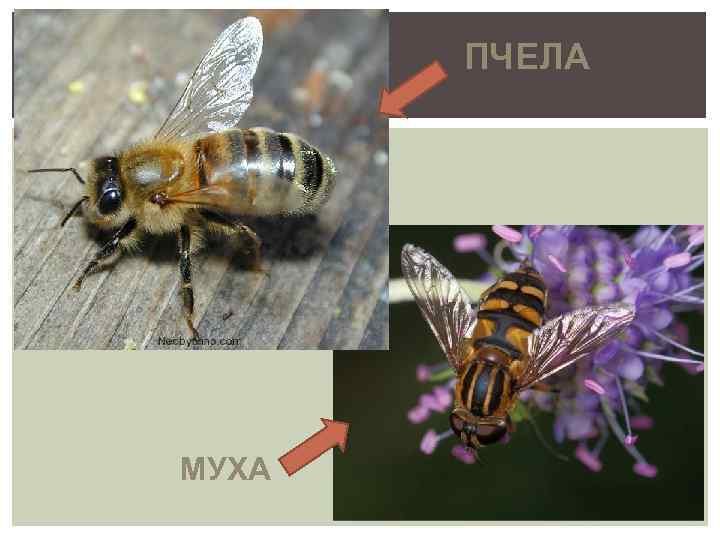 ПЧЕЛА МУХА 