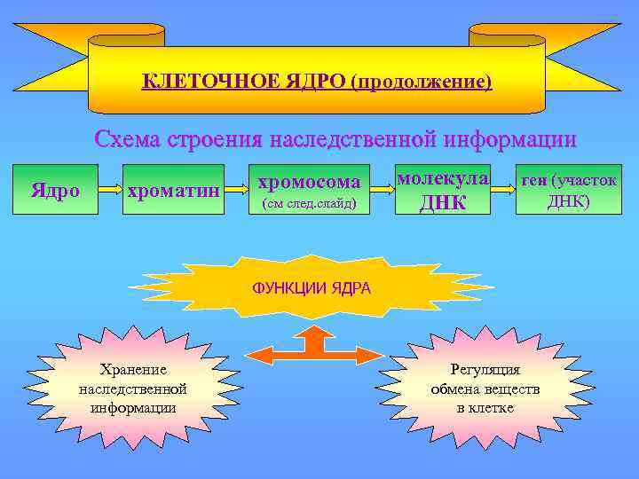 Схема реализации наследственной информации