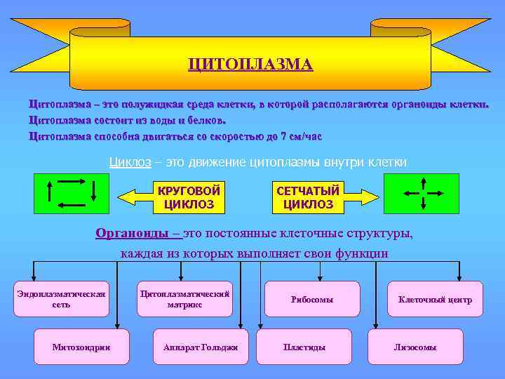 ЦИТОПЛАЗМА Цитоплазма – это полужидкая среда клетки, в которой располагаются органоиды клетки. Цитоплазма состоит