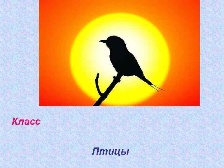 Класс Птицы 