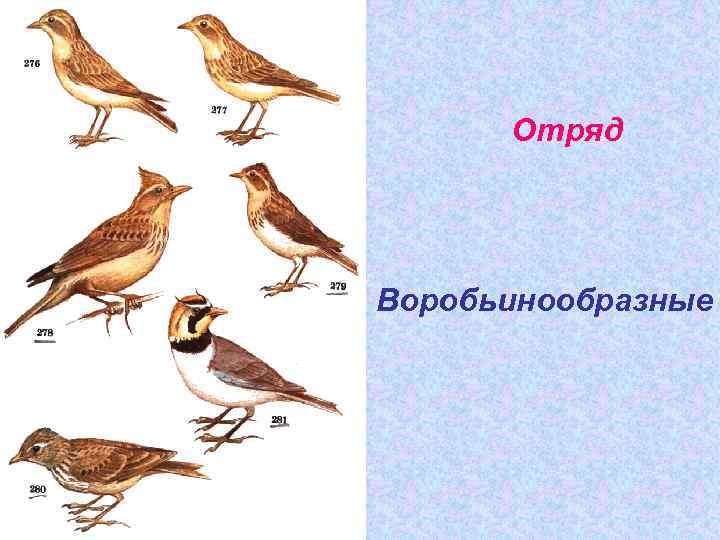 Отряд Воробьинообразные 
