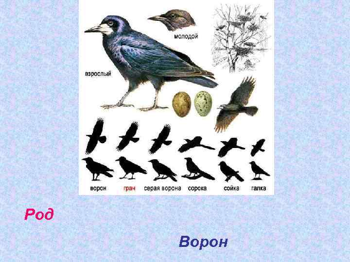 Род Ворон 