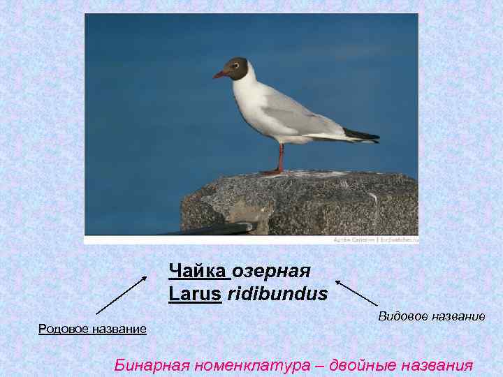 Чайка озерная Larus ridibundus Родовое название Видовое название Бинарная номенклатура – двойные названия 