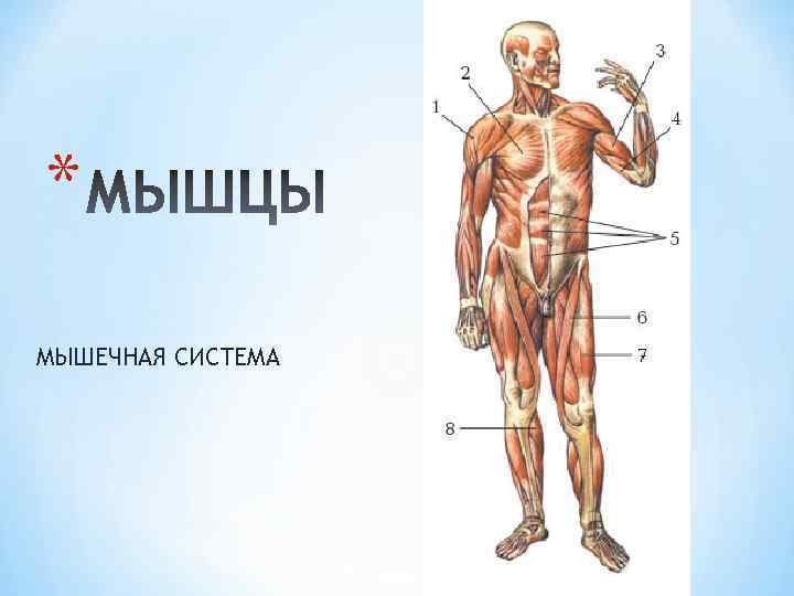 Анатомия мышечная система презентация