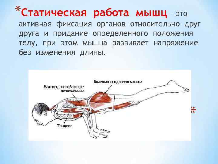 *Статическая работа мышц – это активная фиксация органов относительно друга и придание определенного положения
