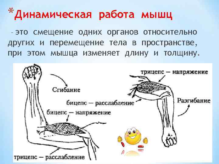 *Динамическая работа мышц это смещение одних органов относительно других и перемещение тела в пространстве,